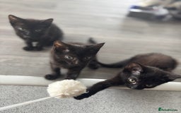 Domestic Shorthair cats for sale: Kittens for sale  - Image 7