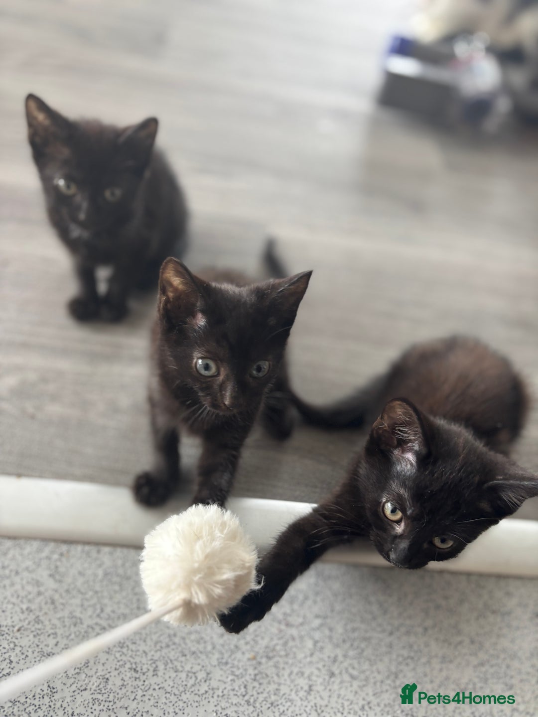 Domestic Shorthair cats for sale: Kittens for sale  - Image 7