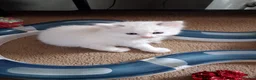 Ragdoll cats for sale: CUTE BLUE, LILAC BICOLOUR RAGDOLL KITTENS  - Advert 7