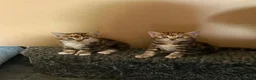 Mixed Breed cats for sale: Beautiful long haired Torbie x Bengal kittens - Advert 3