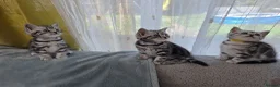 British Shorthair cats for sale: Silver Tabby Kittens, Rare GCCF Show Quality.  - Advert 19