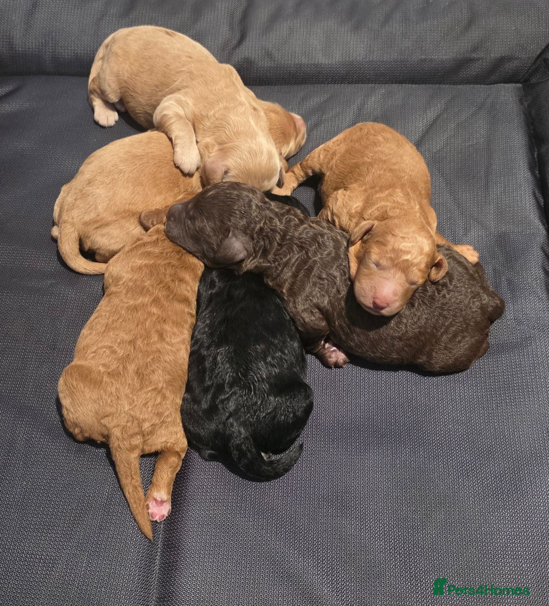 Cockapoo dogs Hawarden puppies 🐶  - Advert 1