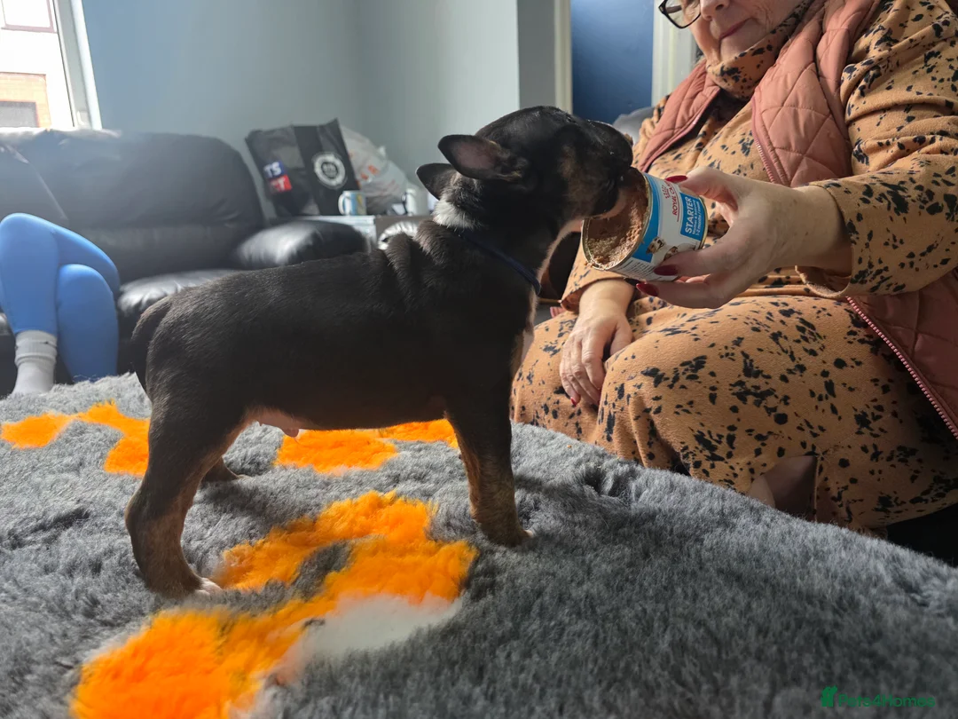 Miniature Bull terrier dogs for sale: MinatureBullTerrier Pups HealthTested TopPedigree in Preston - Advert 9