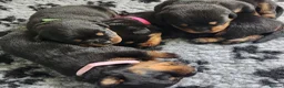 Rottweiler dogs for sale: Stunning KC reg puppies in Ashford - Advert 2