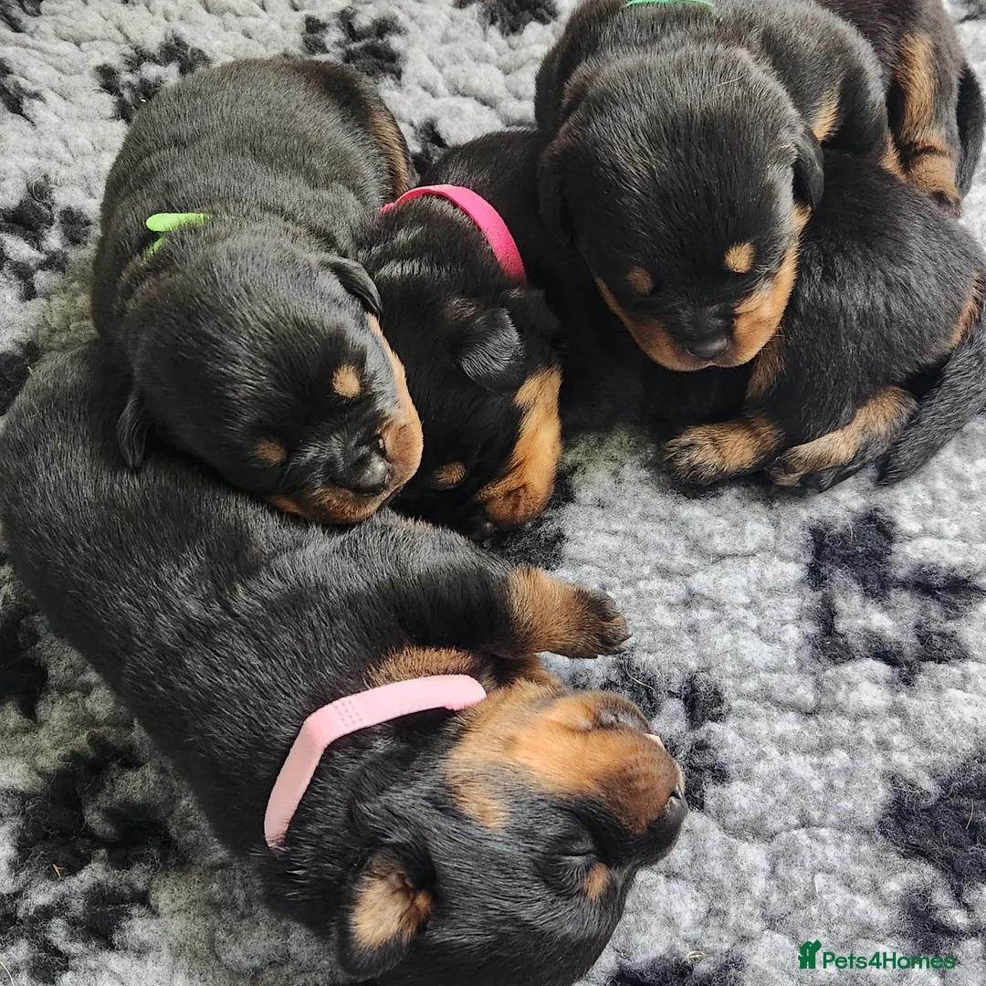 Rottweiler dogs for sale: Stunning KC reg puppies in Ashford - Advert 2
