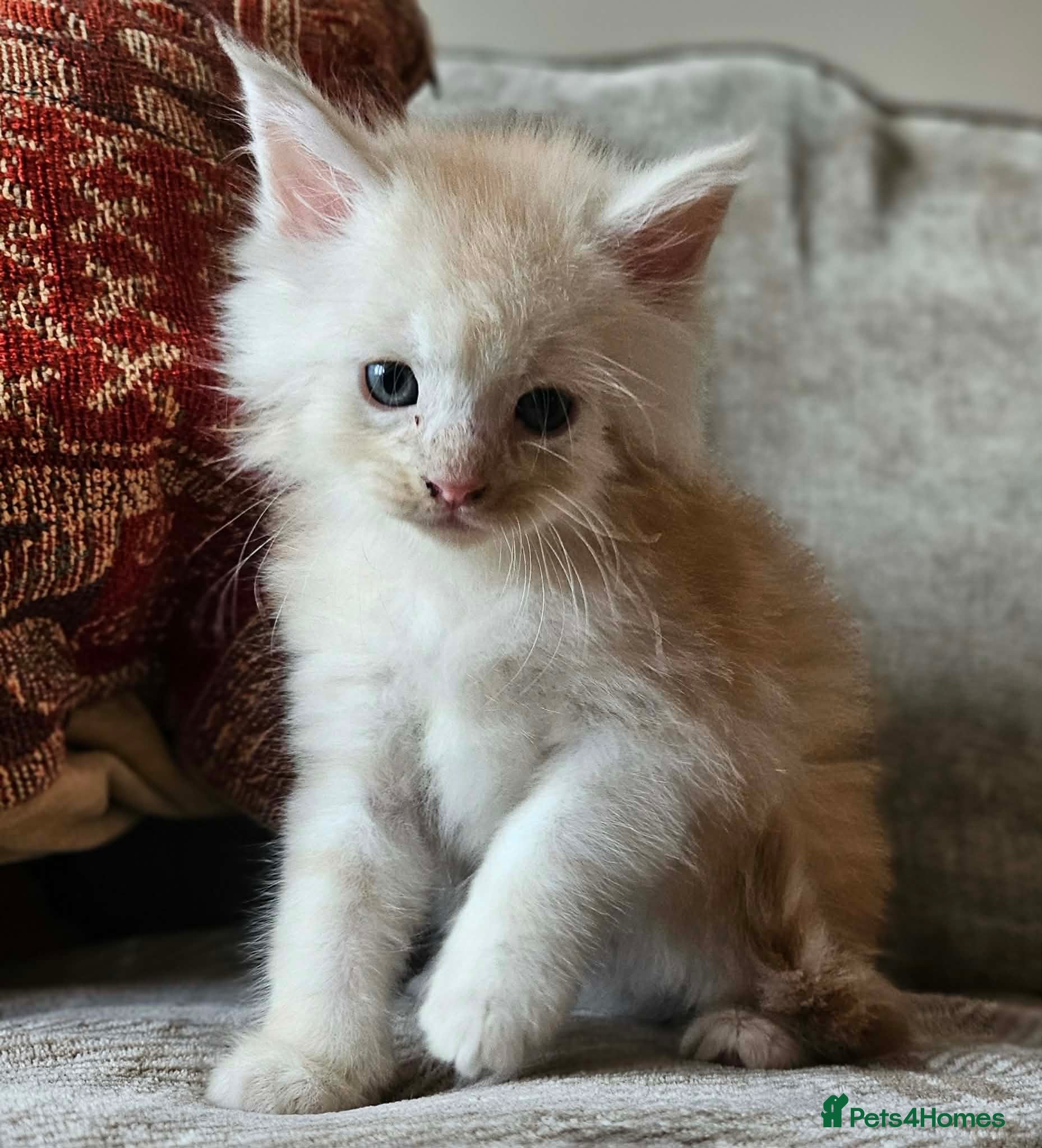 Maine Coon cats XXL Exceptional Pedigree Kittens Russian line - Advert 3