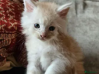 Maine Coon cats XXL Exceptional Pedigree Kittens Russian line - Advert 3