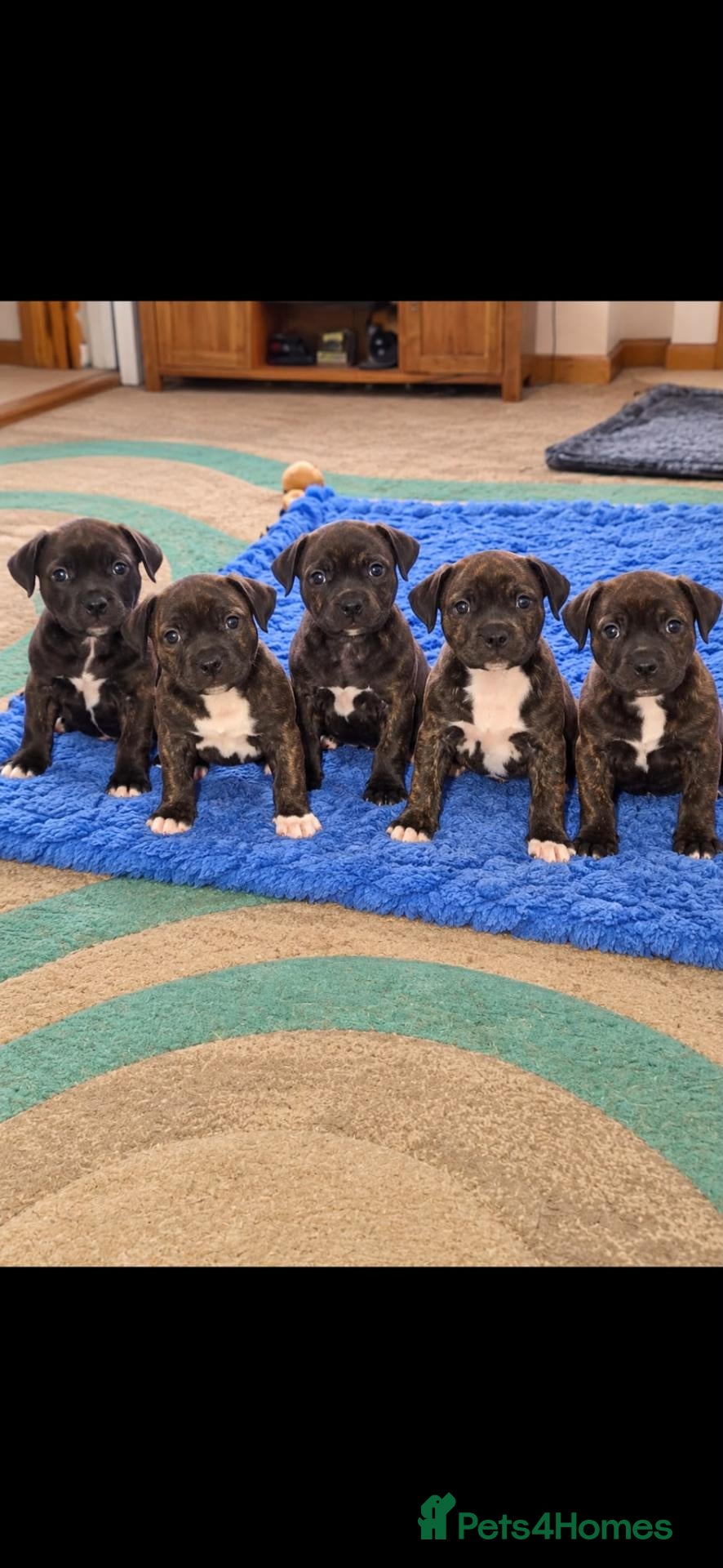 Staffordshire Bull Terrier dogs for sale: Beautiful strong puppies  - Advert 1