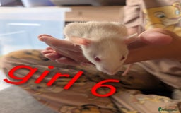 Rat rodents for sale: Adorable dumbo babies  - Image 15