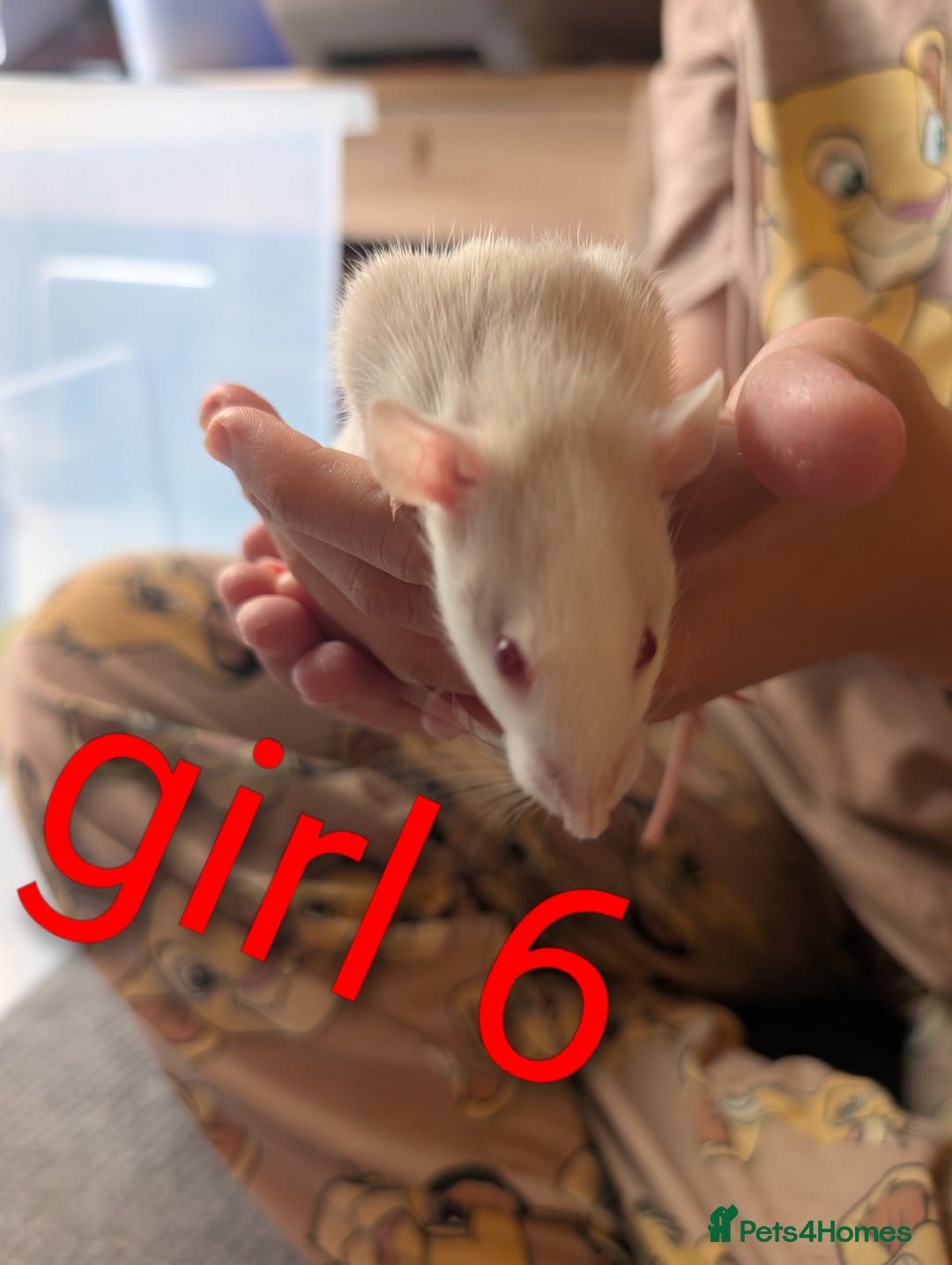 Rat rodents for sale: Adorable dumbo babies  - Image 15