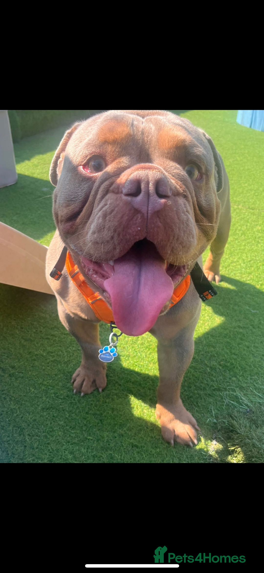 Olde English Bulldogge dogs for stud: STUD DUTIES!! 💥 King Bruno 💥 - Image 3