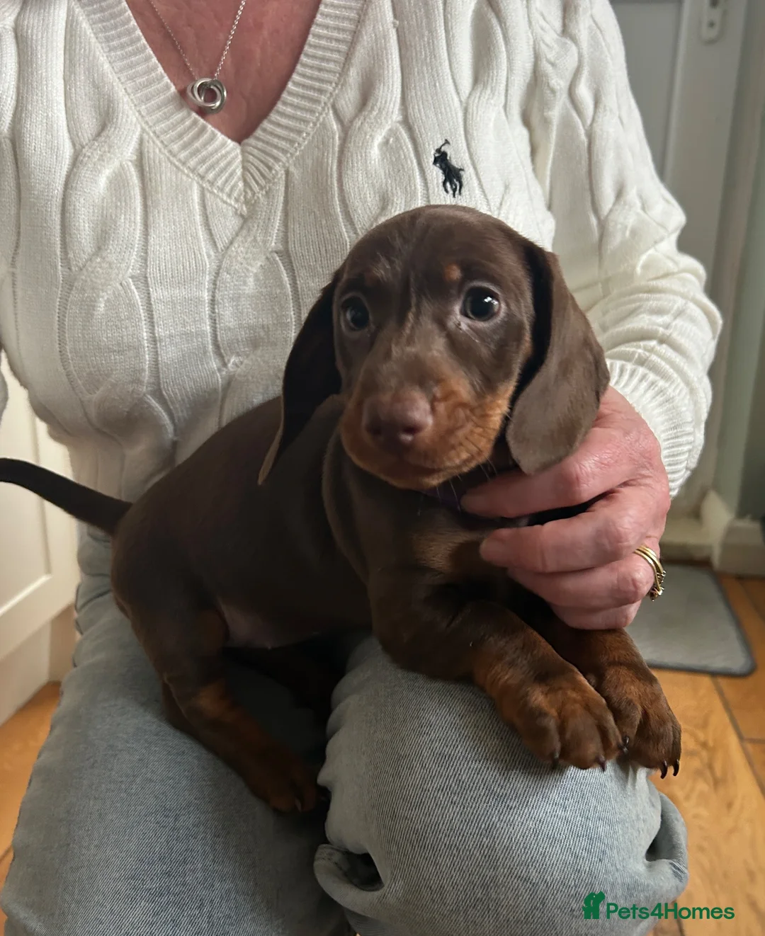Miniature Dachshund dogs for sale: Beautiful brown short haired miniature dachshunds in Darlington - Advert 2