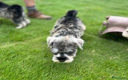 Miniature Schnauzer dogs for sale: Just 2 boys and girls available raised with love - Image 40