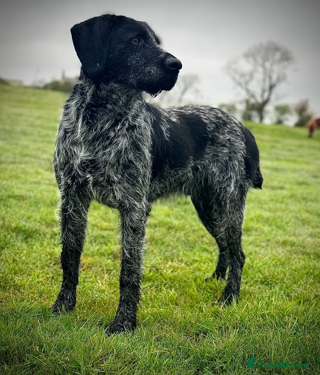 German Wirehaired Pointer dogs for stud: Experienced Fully Health Tested GWP at Stud  in Ripon - Advert 5