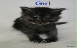 Maine Coon cats for sale: 3 Maine coon kittens. - Image 3