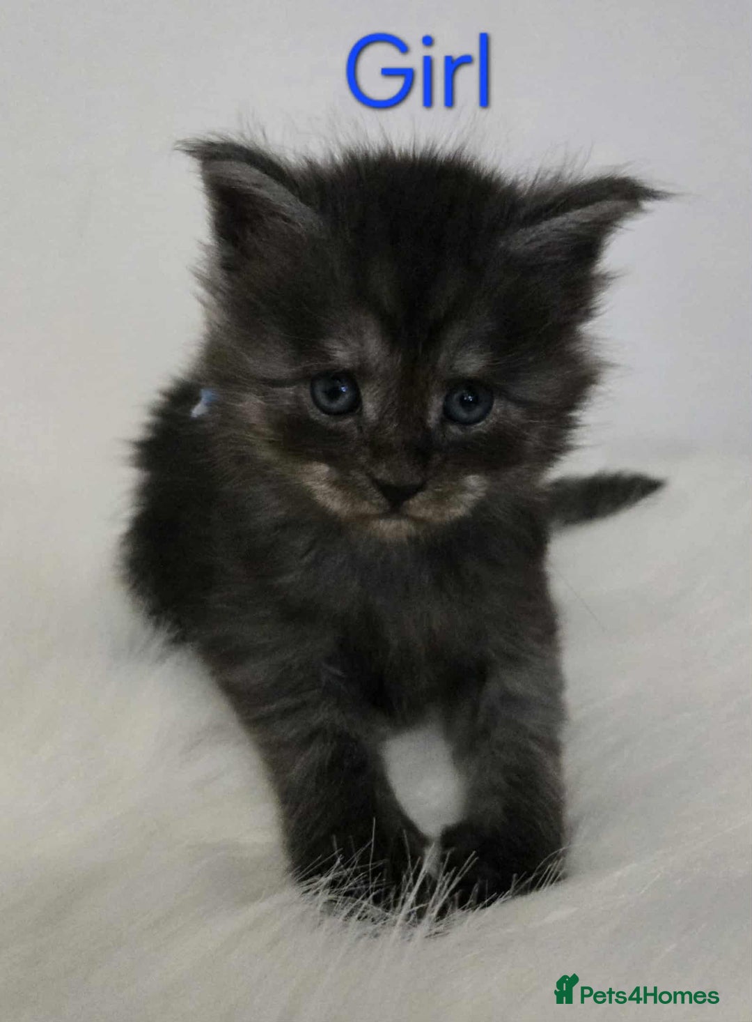 Maine Coon cats for sale: 3 Maine coon kittens. - Image 3