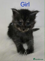 Maine Coon cats - Advert 4