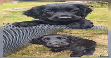 Cocker Spaniel dogs - Advert 10