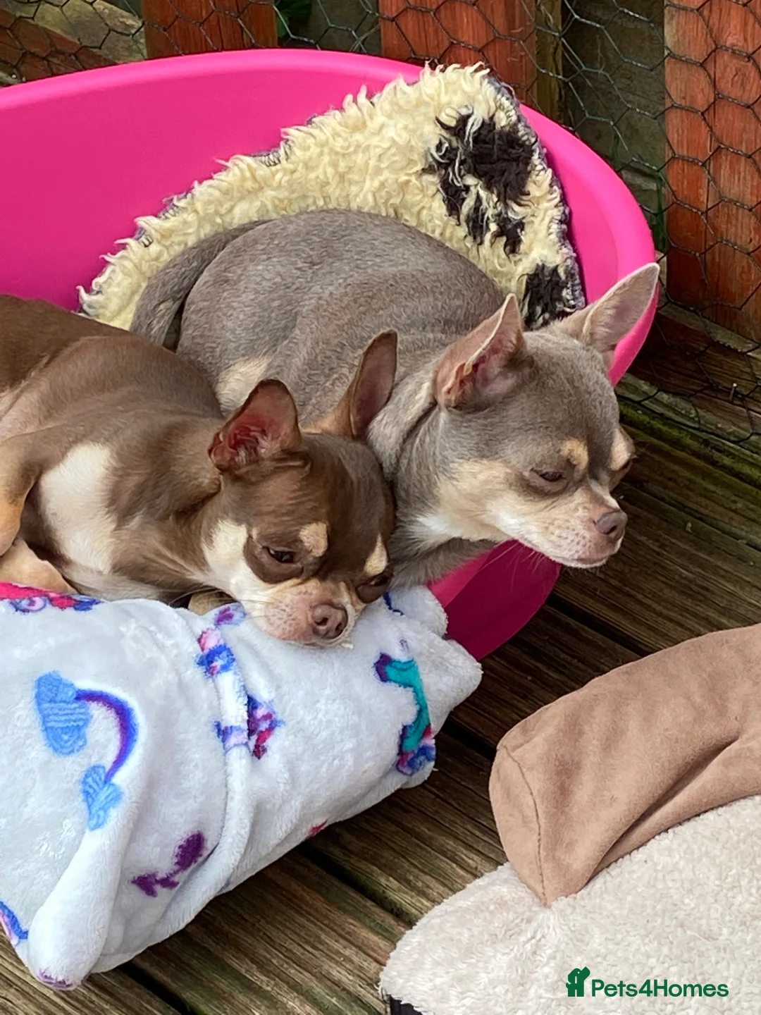 Chihuahua dogs for sale: Chihuahua puppies ready now - Advert 14