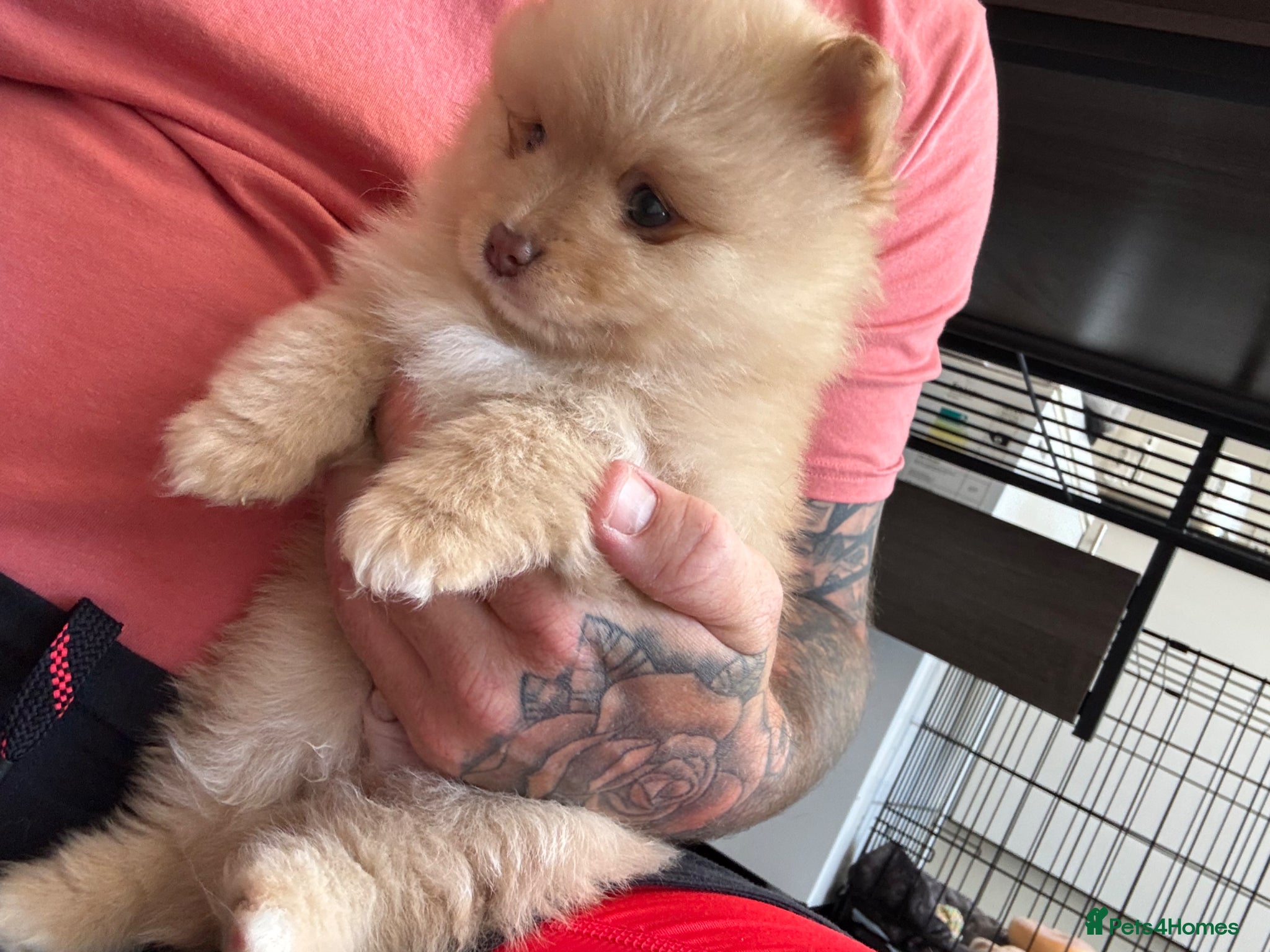 Pomeranian dogs 2 left ready next week  grab them before they go - Advert 7