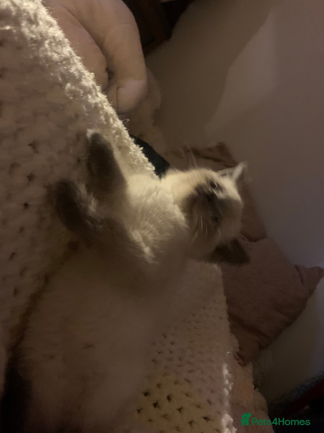 Persian cats for sale: cute 9wk old adorable bundle of joy Persian kitten - Advert 8