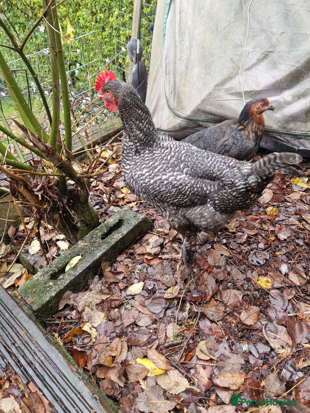 Chickens poultry for sale: Barred Plymouth Cockeral - Advert 2
