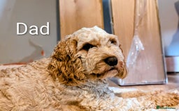 Cavapoo dogs for sale: Cavapoo puppies  - Image 15