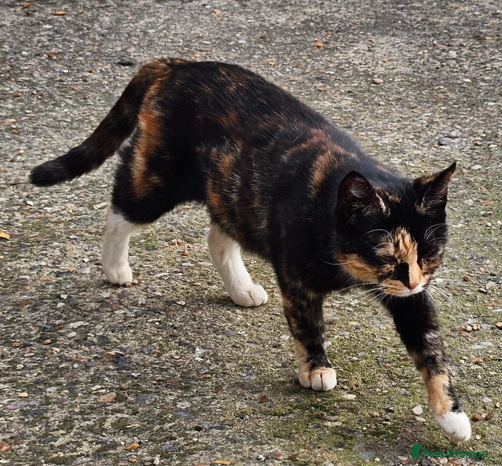 Mixed Breed cats 2 Beautiful Female Kittens – 2,5 Months Old  - Advert 1