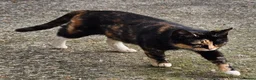 Mixed Breed cats for sale: 2 Beautiful Female Kittens – 2,5 Months Old  in Wickford - Advert 1
