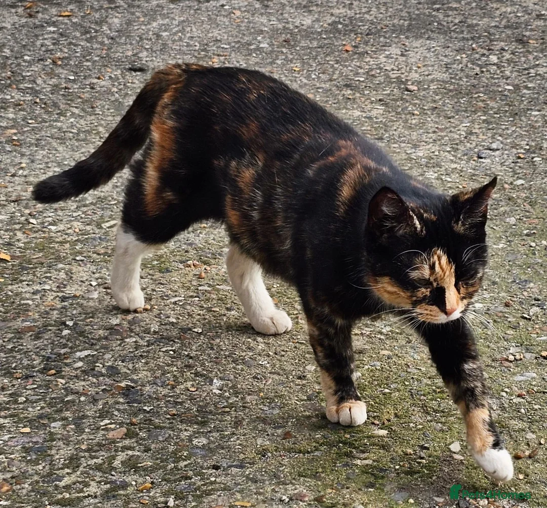 Mixed Breed cats for sale: 2 Beautiful Female Kittens – 2,5 Months Old  in Wickford - Advert 1