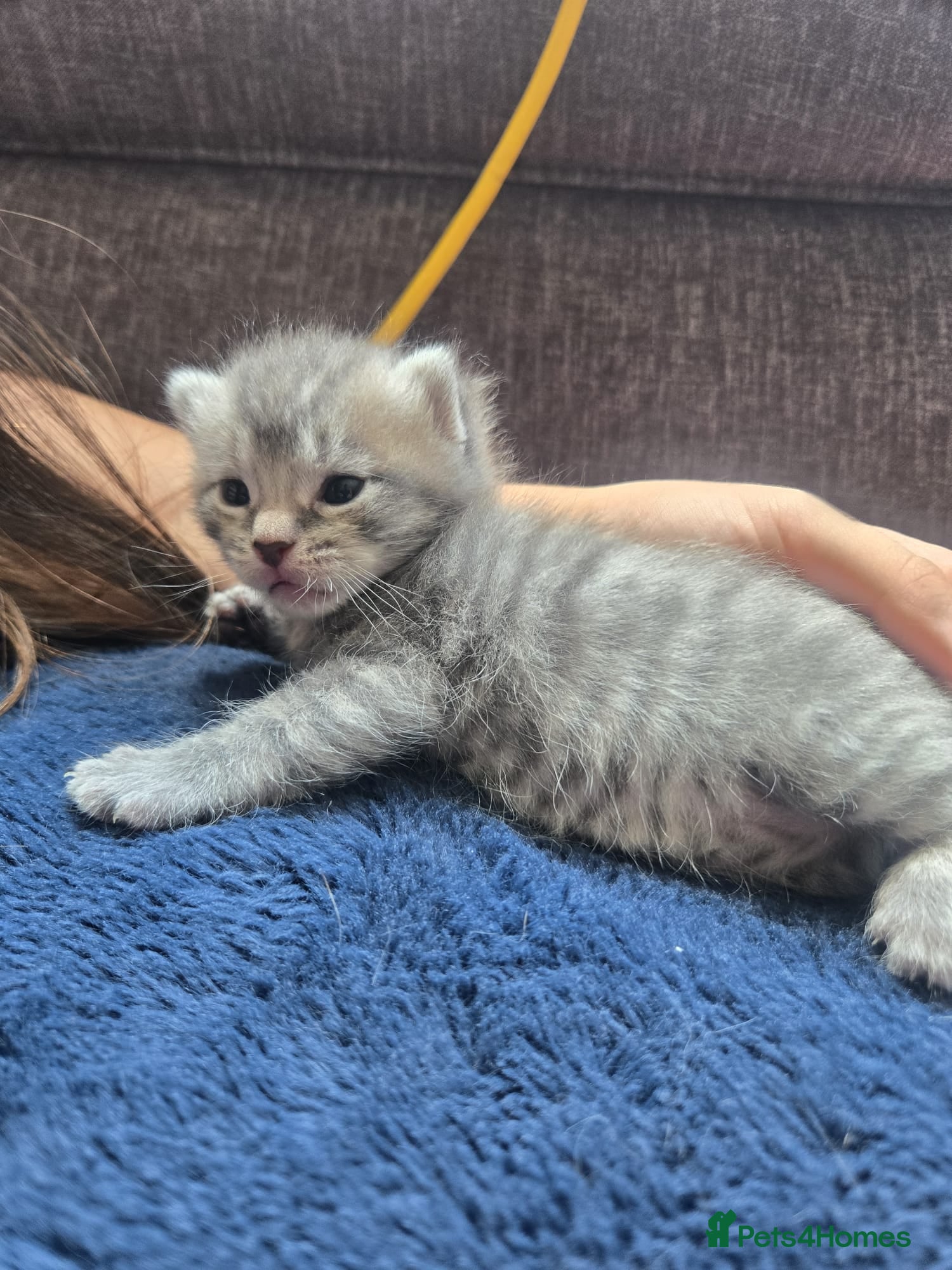 Mixed Breed cats Grey tabby kittens - Advert 12