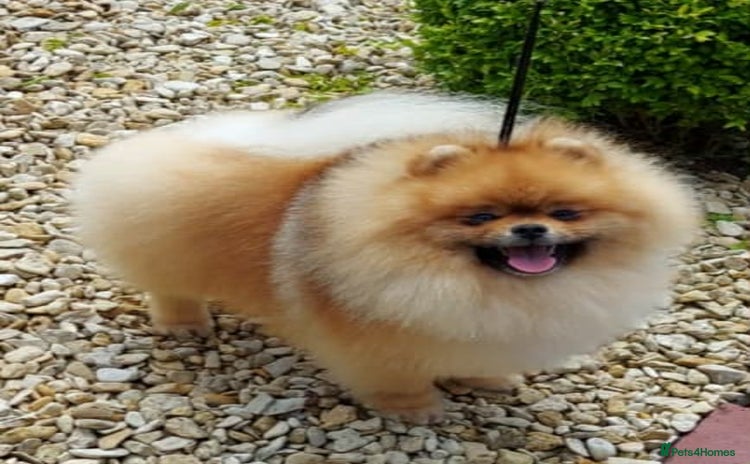 Pomeranian dogs - Advert 4