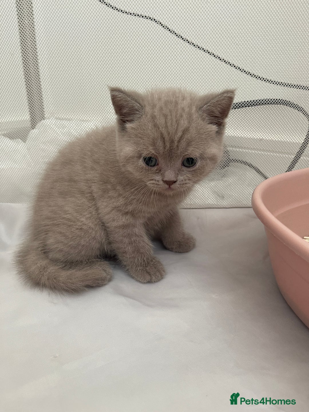 British Shorthair cats for sale: GCCF registered Champion bloodline BSH kittens - Image 16