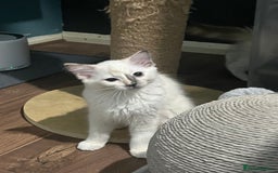 Ragdoll cats for sale: GCCF Ragdoll kittens ready now - Image 12