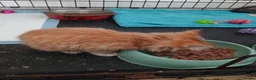 Mixed Breed cats for sale: 5 x kittens lovely colours - Advert 6