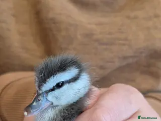 Ducks poultry for sale: Friendly Ringed Teal Ducklings - Advert 2