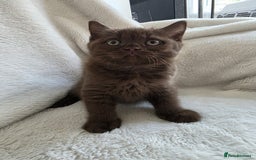 British Shorthair cats for sale: GCCF British Shorthair Kittens Champion Bloodline  - Image 17