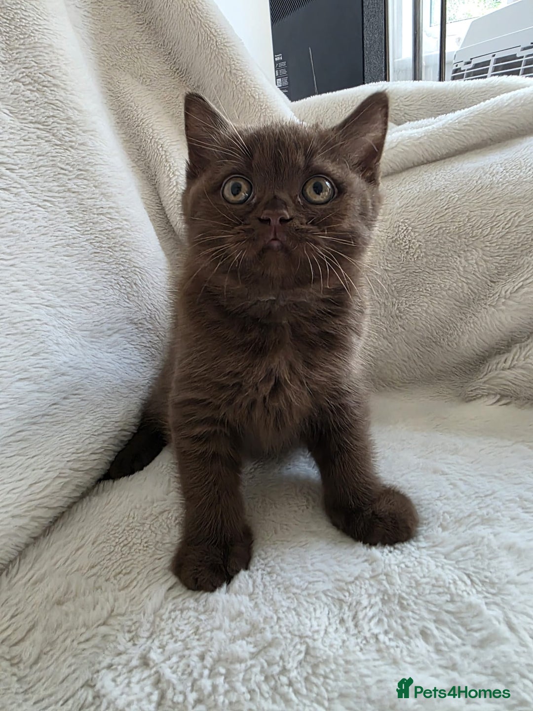 British Shorthair cats for sale: GCCF British Shorthair Kittens Champion Bloodline  - Image 17
