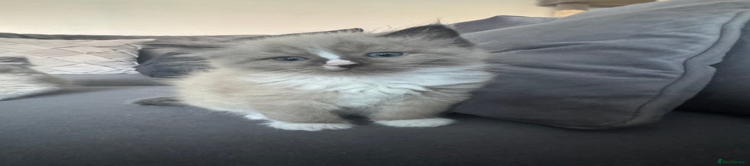 Seal Mitted Mink 2
