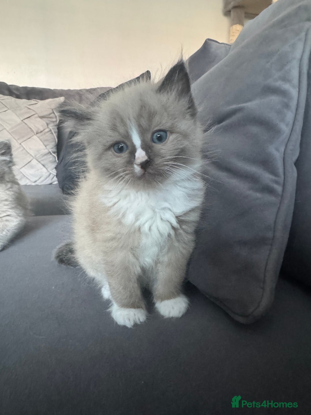 Ragdoll cats for sale: Stunning Female Seal Mink Ragdoll Kitten  - Image 14