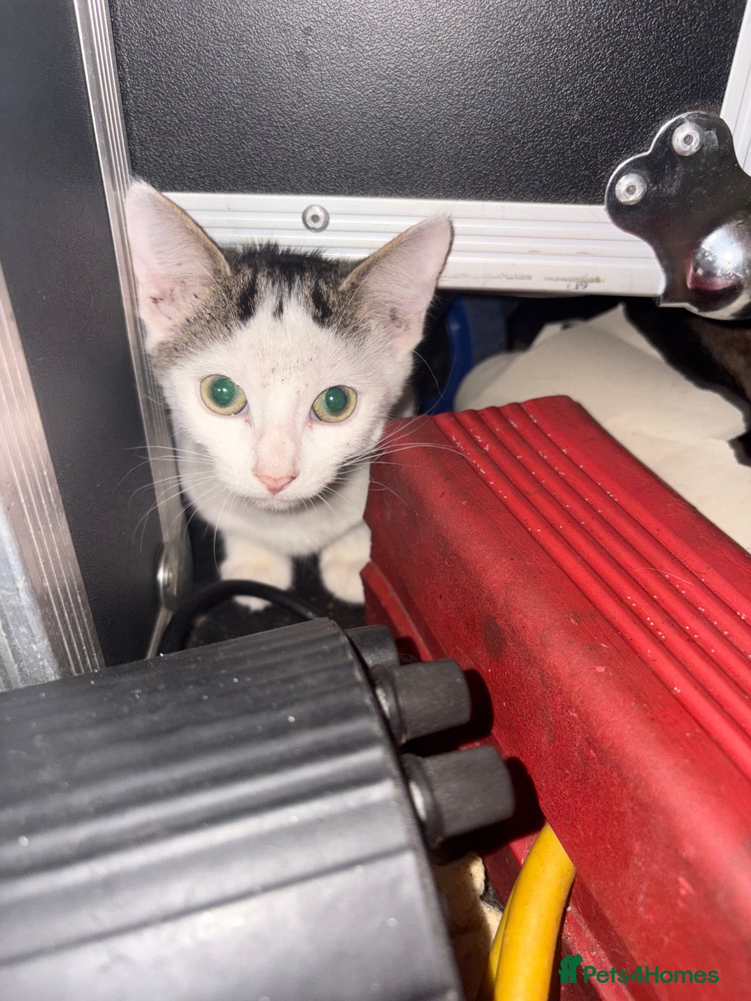 Mixed Breed cats for sale: 2 beautiful for kittens for sale  - Image 6