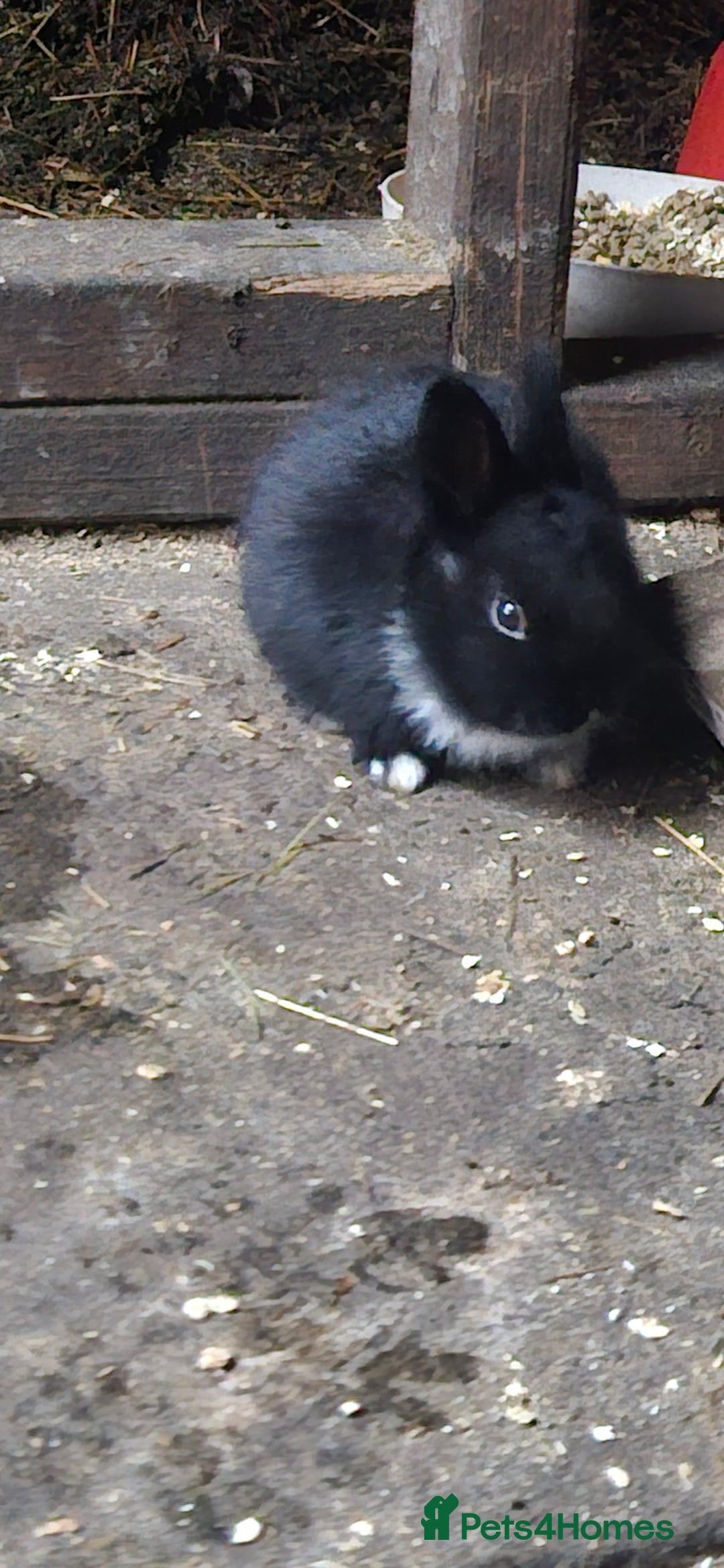 Mixed Breed rabbits for sale: 3 weeks old so cute 💕 - Advert 23
