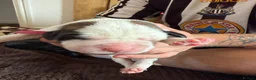 Saint Bernard dogs for sale: Exceptional St Bernard Puppies - Advert 5