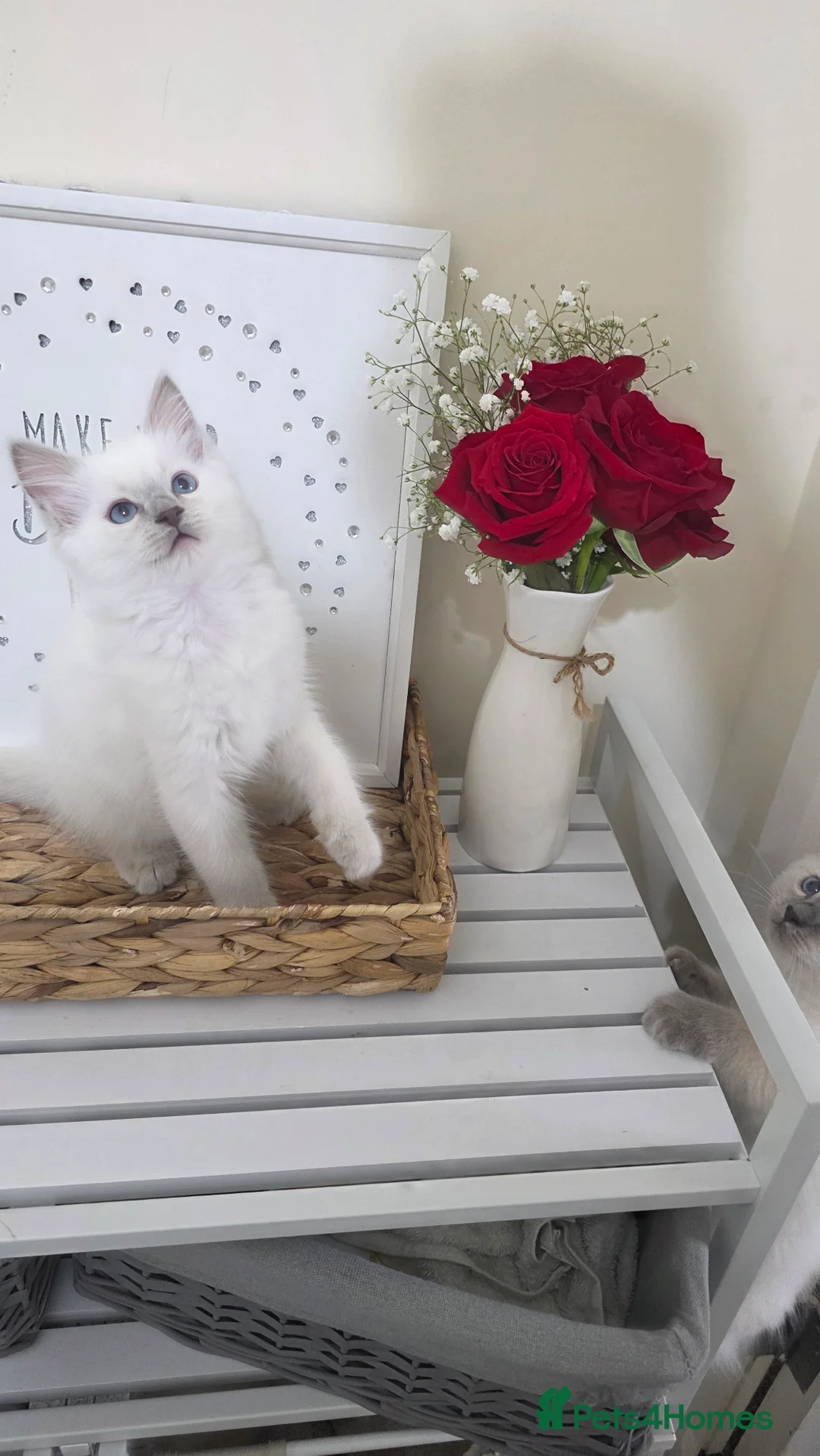 Ragdoll cats for sale: Blue point Ragdoll kittens for sale  - Advert 14