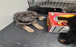 German Shepherd dogs for sale: German shepherd puppies  - Image 7