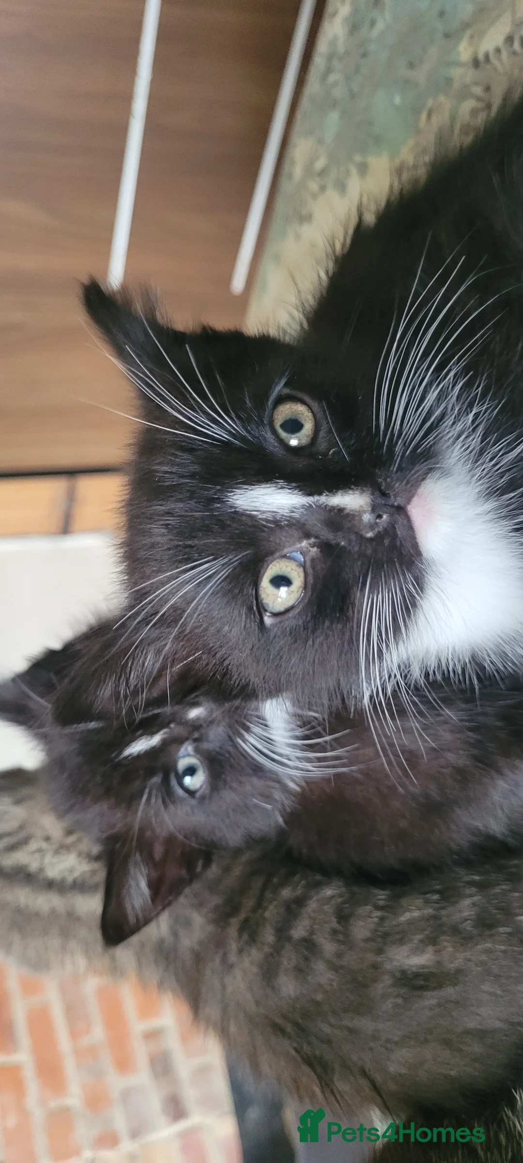 Mixed Breed cats for sale: Gorgeous friendly kittens  - Advert 2