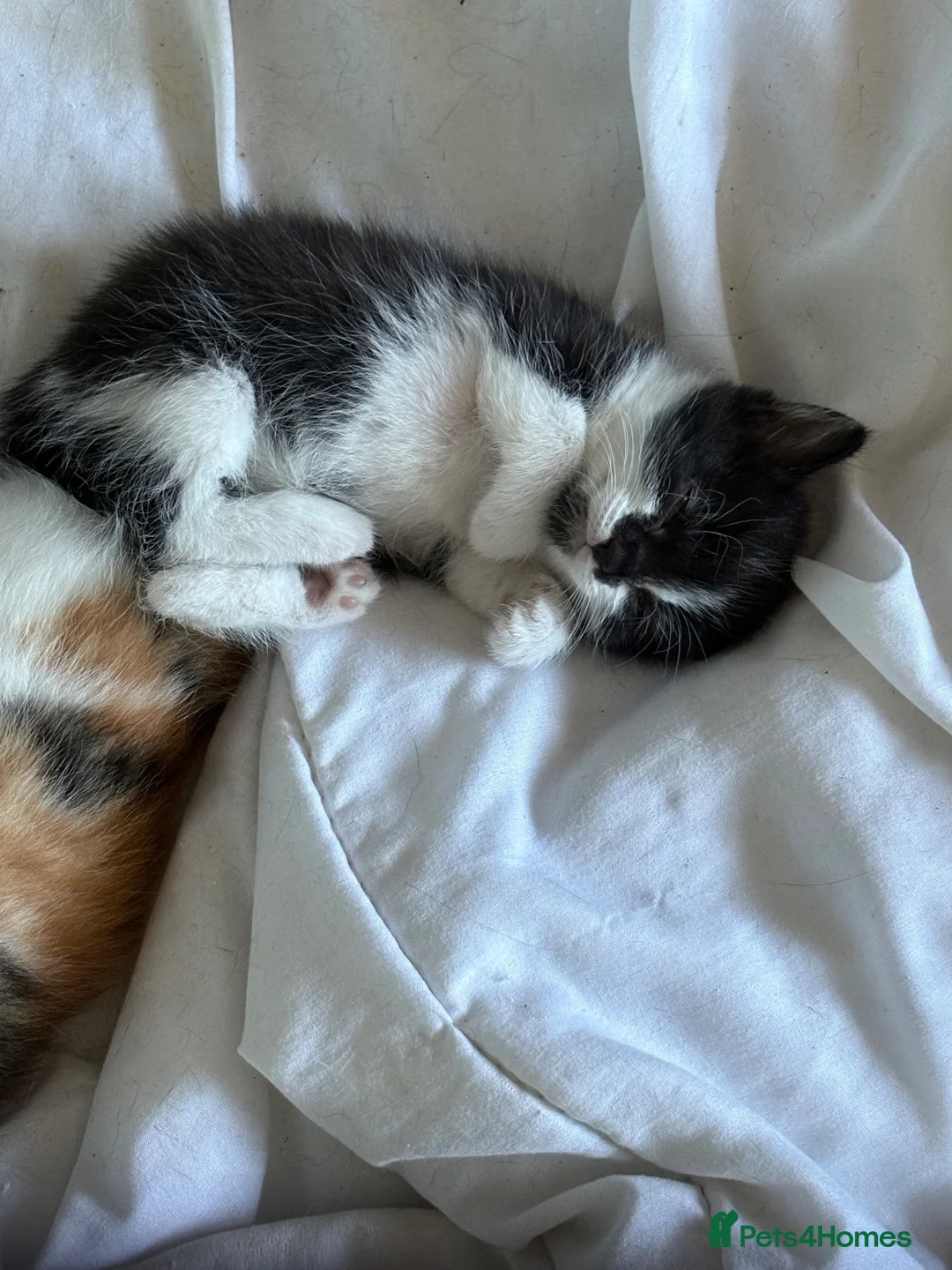 Mixed Breed cats for sale: 1 male kitten available  in Tamworth - Advert 2