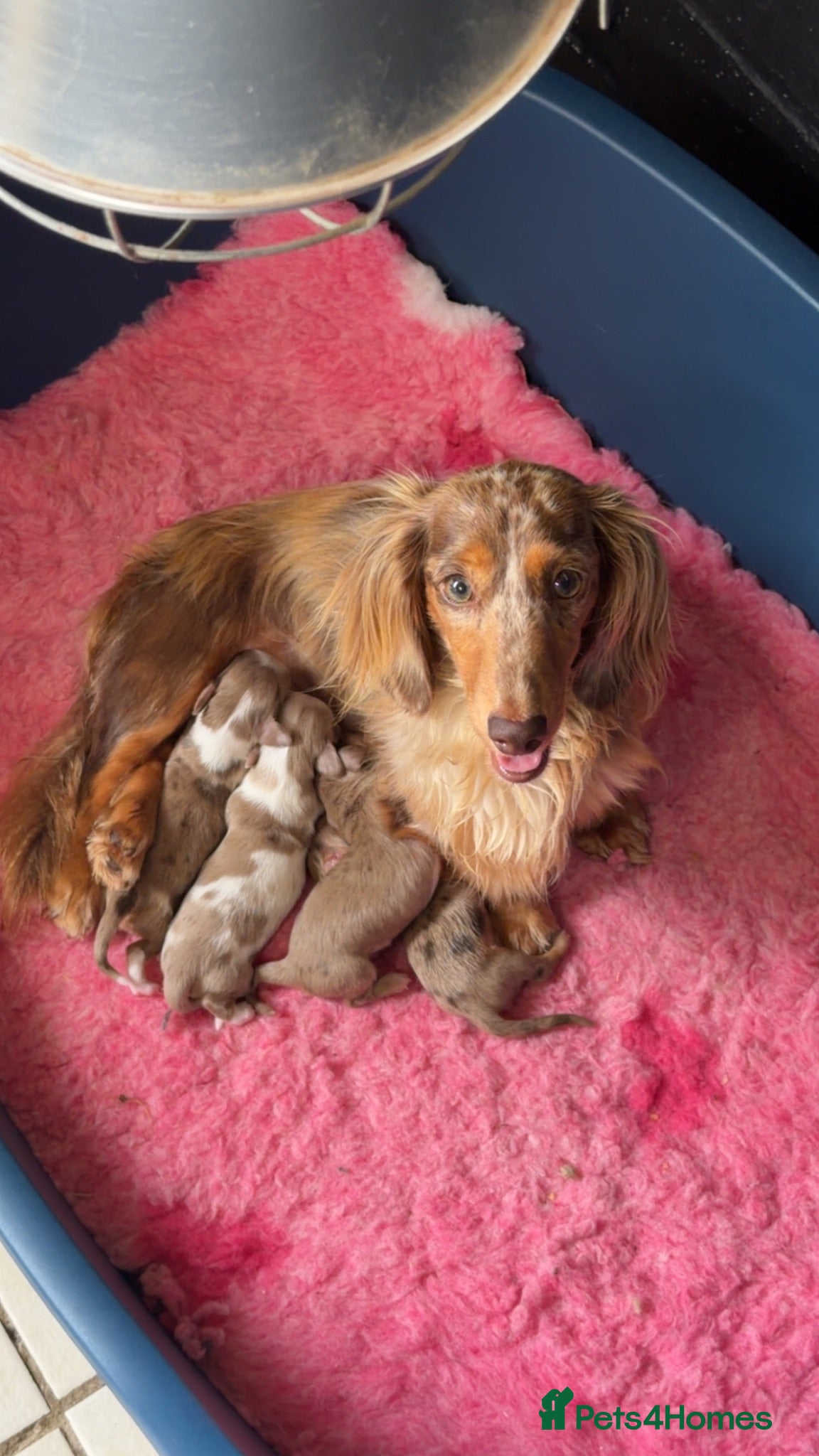 Miniature Dachshund dogs Mini long haired dachshund  - Advert 1