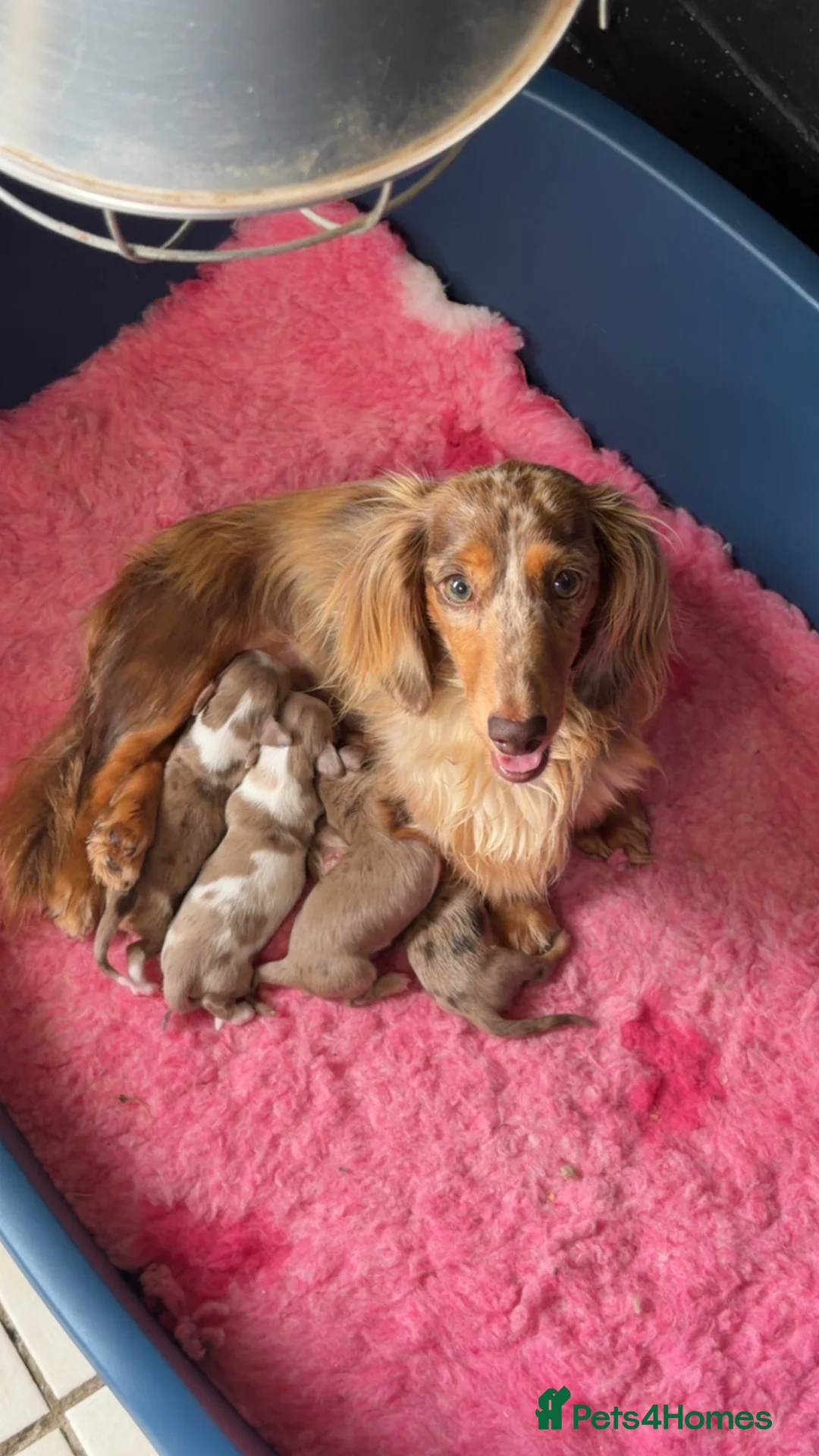 Miniature Dachshund dogs for sale: Mini long haired dachshund  in Maidstone - Advert 1