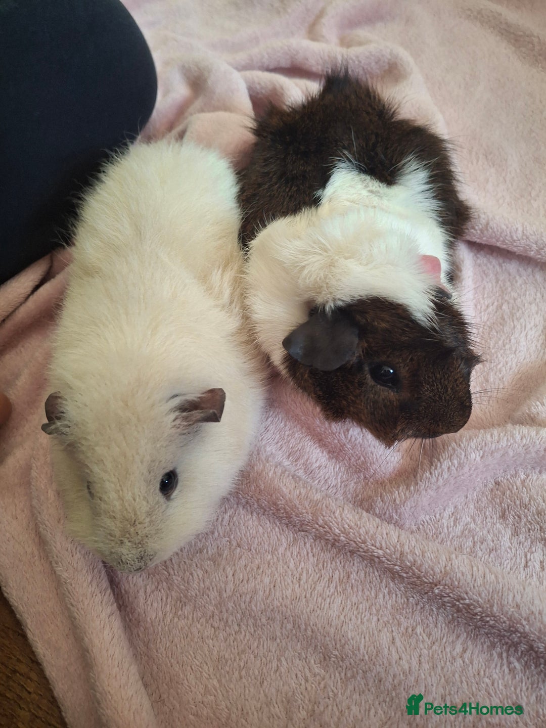 Guinea Pig rodents for sale: Guinea pigs and huge set up (huge deal) - Advert 2